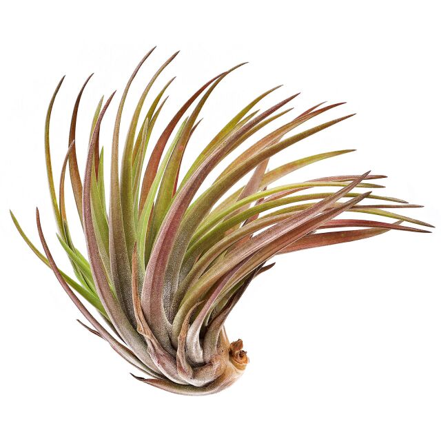 Tillandsia velutina