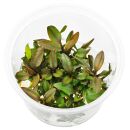 Cryptocoryne walkeri Hobbit - in Vitro