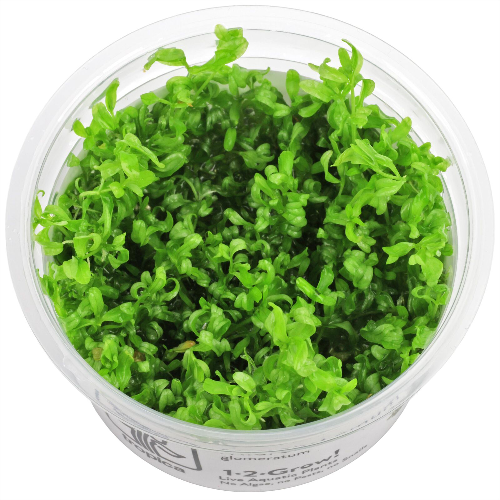 Hemianthus glomeratus