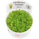 Hemianthus glomeratus - 1-2-GROW!
