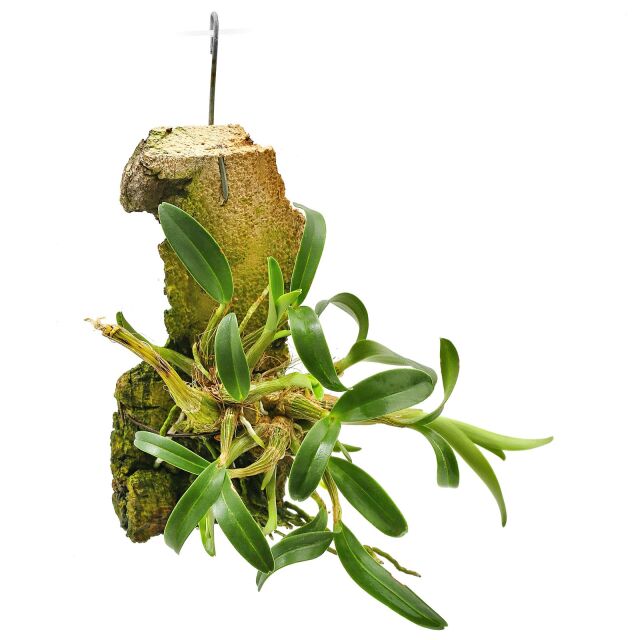 Dendrobium kingianum - Auf Kork