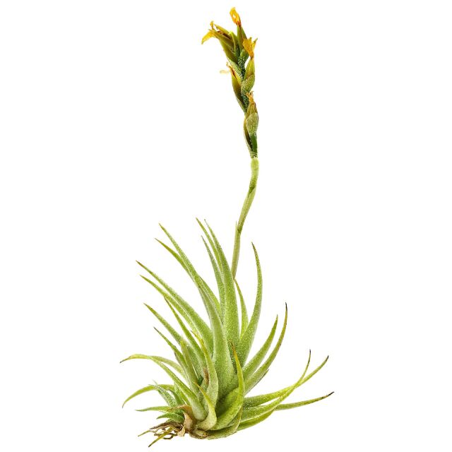 Tillandsia loliacea
