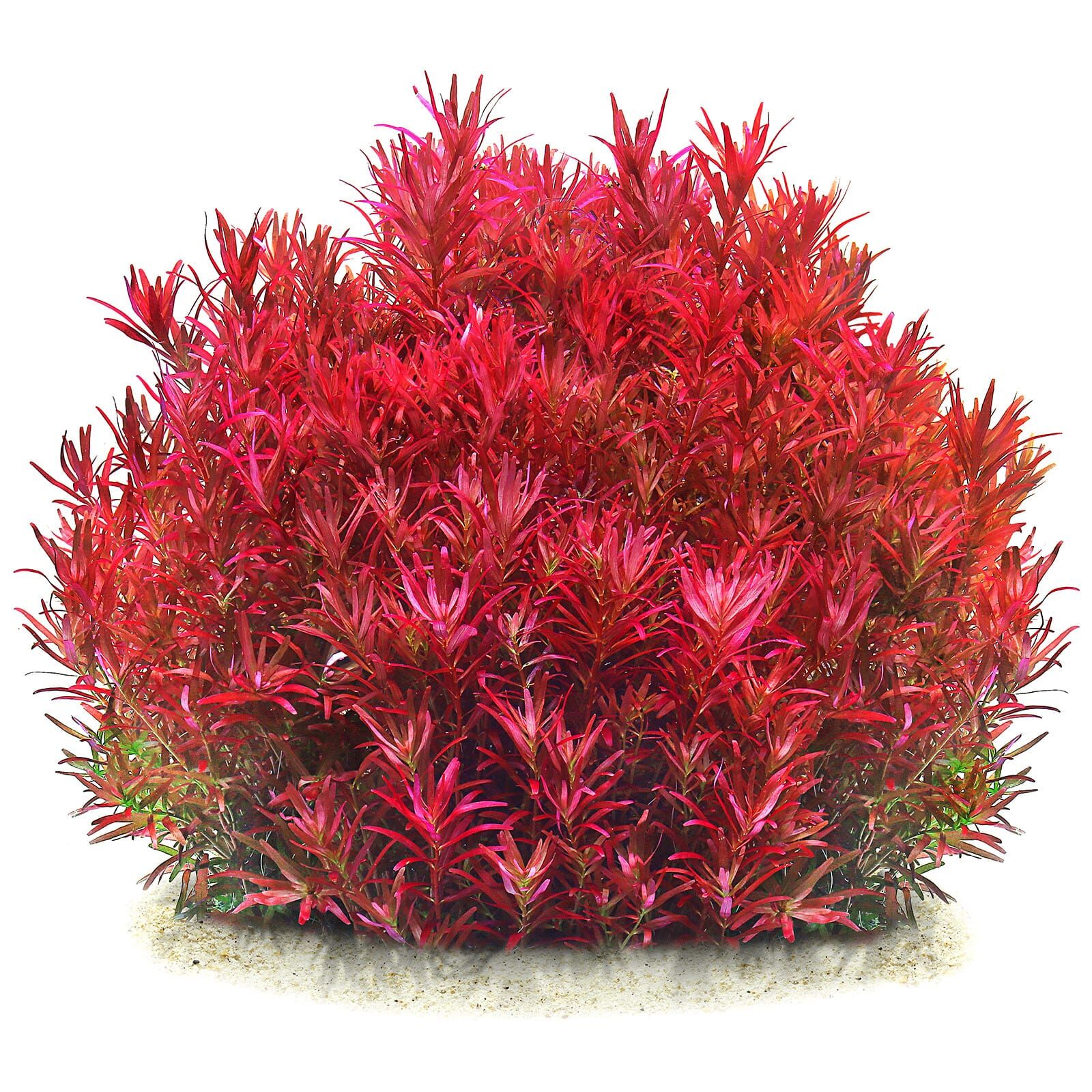 Rotala rotundifolia "Singapore"