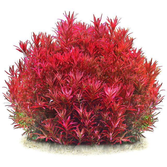 Rotala rotundifolia &quot;Singapore Blood Red&quot;