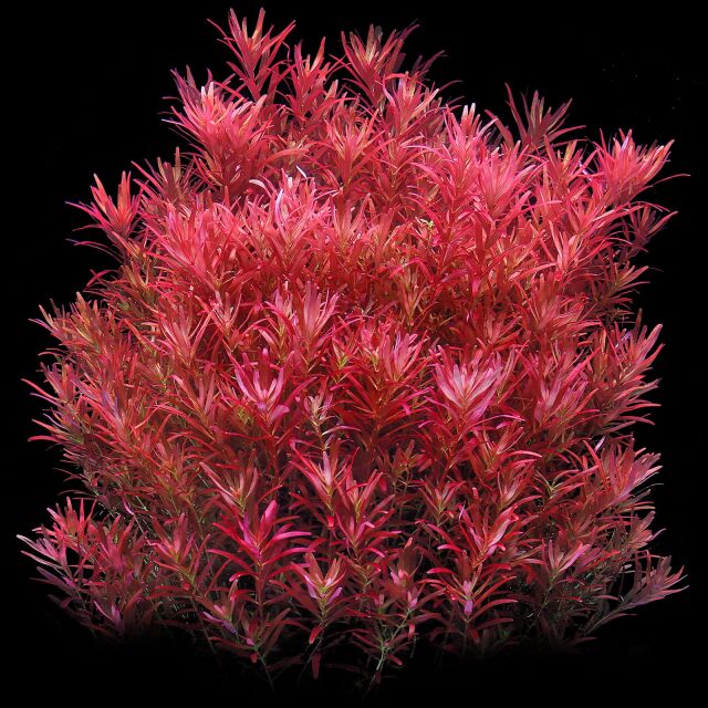 Rotala rotundifolia &quot;Singapore Blood Red&quot;