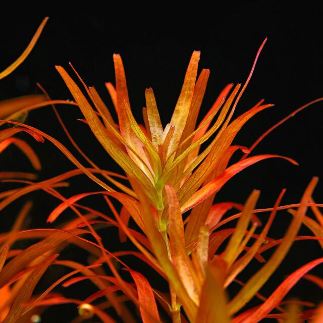 Rotala rotundifolia &quot;Singapore Blood Red&quot;