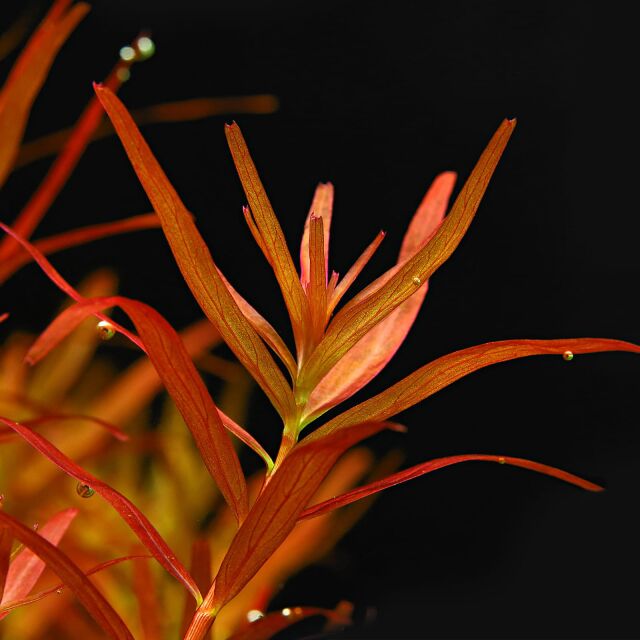 Rotala rotundifolia &quot;Singapore&quot;