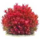 Rotala rotundifolia "Singapore"