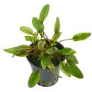 Cryptocoryne wendtii Flamingo (Pink Panther) - Topf