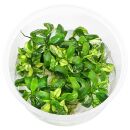 Anubias barteri var. glabra Variegated - in Vitro XL