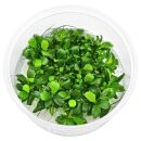 Anubias barteri var. nana Mini - in Vitro XL