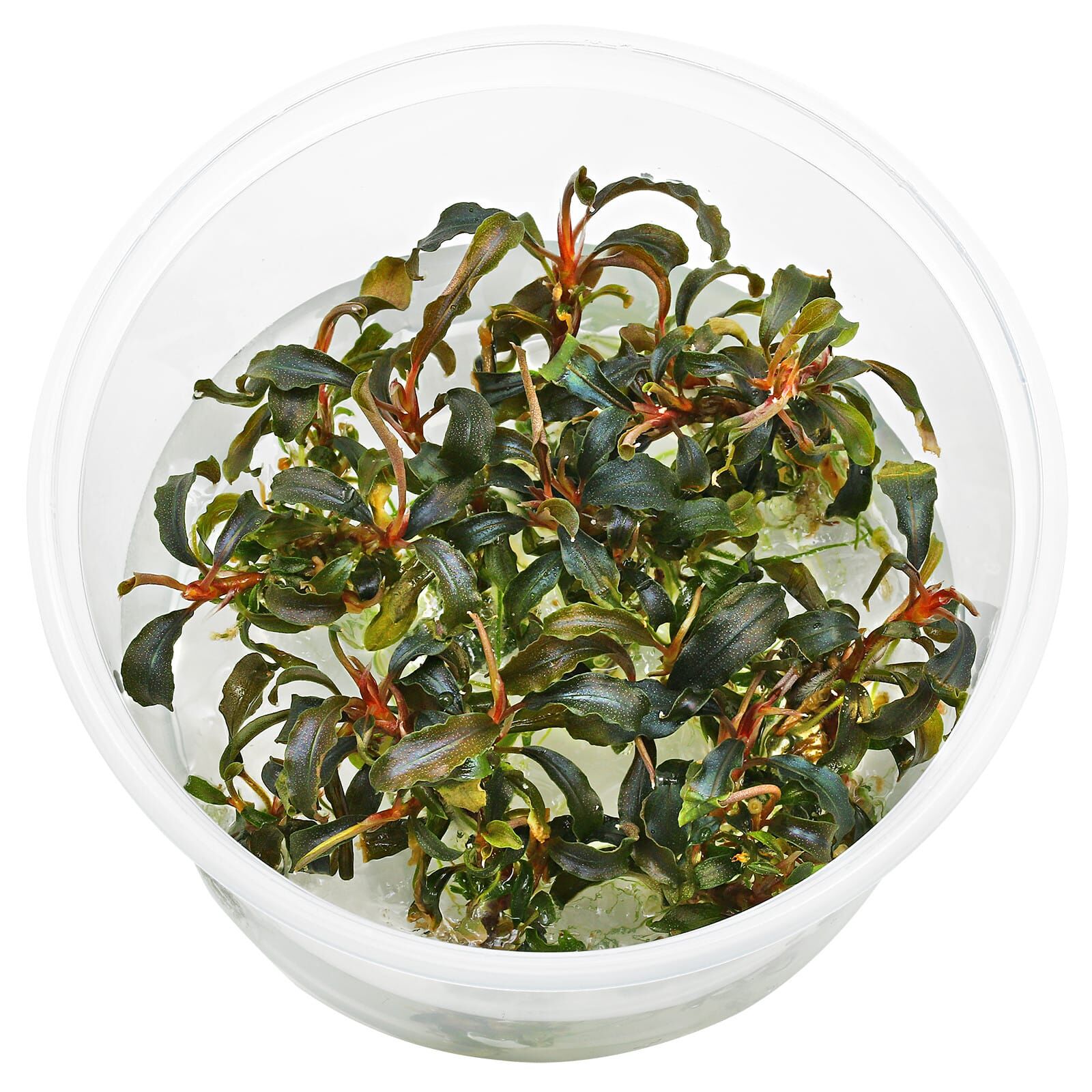 Bucephalandra sp. "Kedagang"