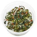 Bucephalandra sp. "Kedagang" - in Vitro XL
