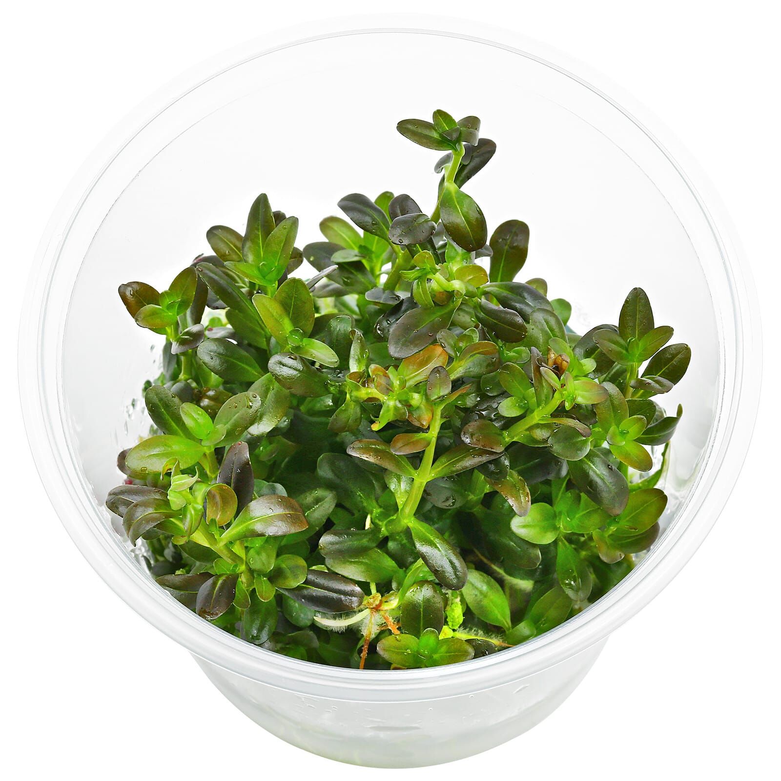 Rotala ramosior "Florida"