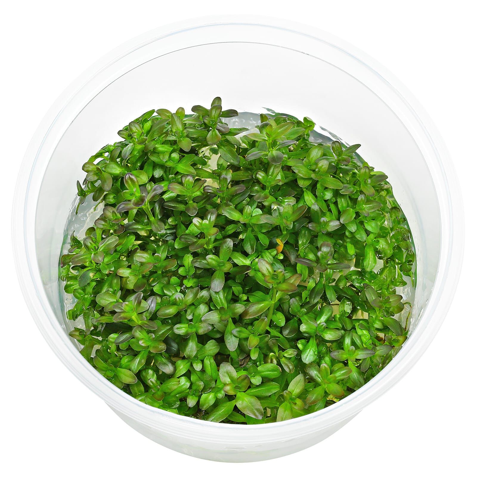 Rotala ramosior "Florida"