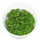 Rotala ramosior "Florida" - in Vitro XL