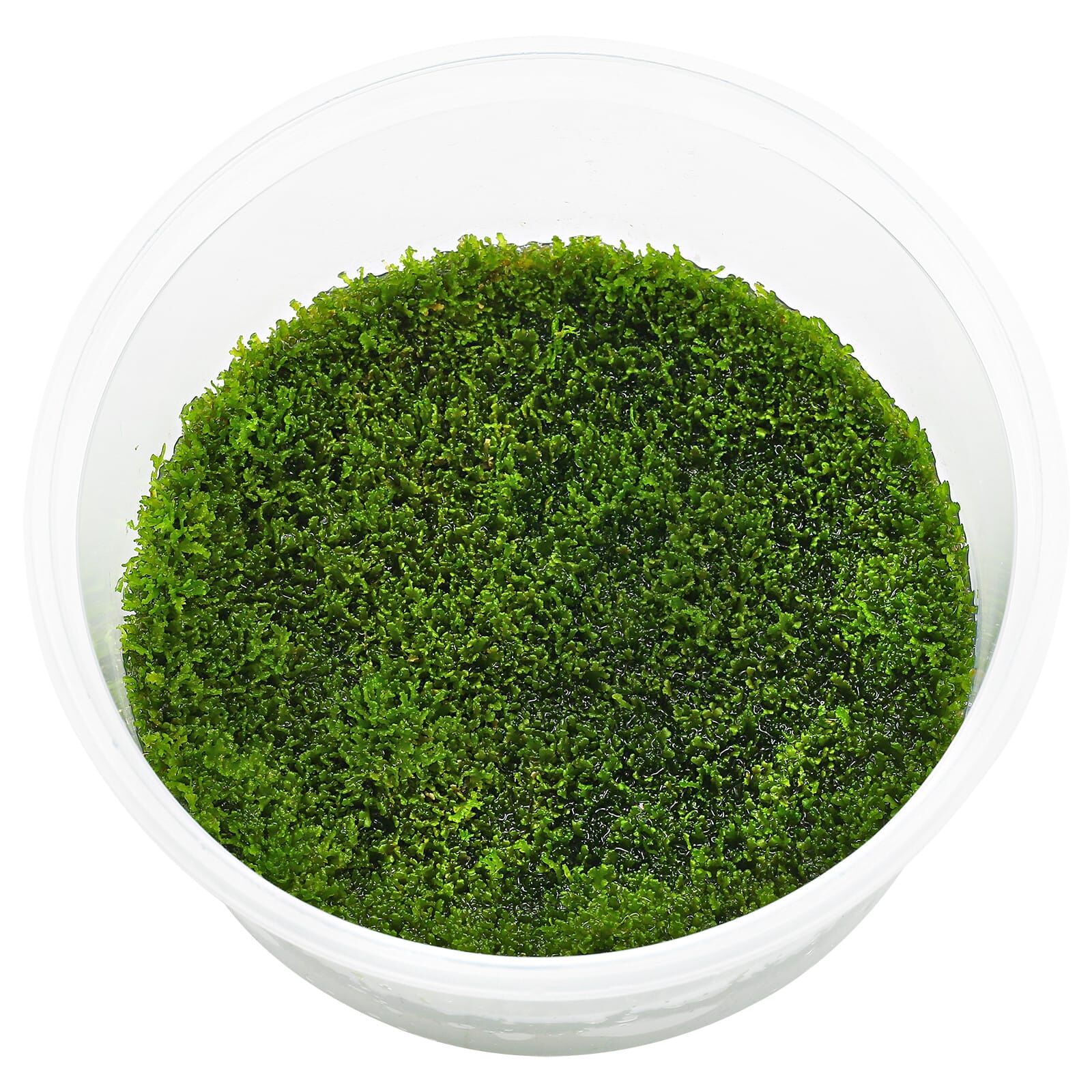 Riccardia sp. "graeffei"