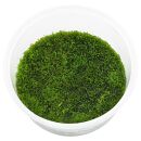 Riccardia sp. "graeffei" - in Vitro XL