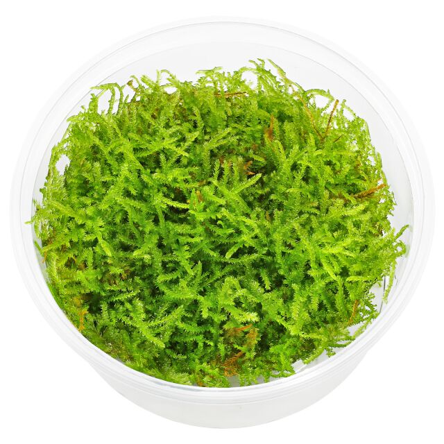 Vesicularia sp. &quot;Mini Christmas Moss&quot;