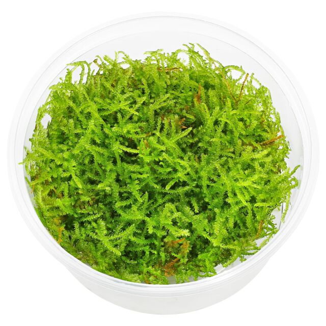 Vesicularia sp. "Mini Christmas Moss"