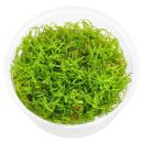 Vesicularia sp. "Mini Christmas Moss" - in...