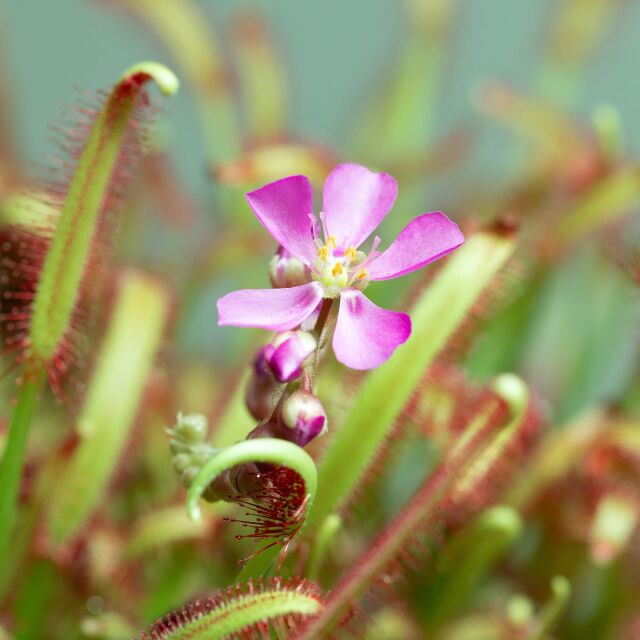 Drosera capensis