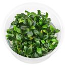 Anubias barteri var. nana Aquaflora Pangolino - in Vitro XL