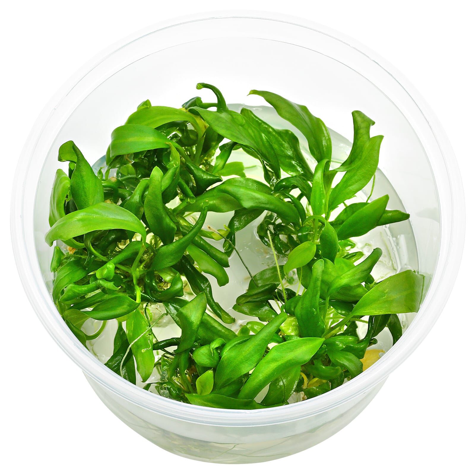 Anubias barteri var. glabra ("minima")