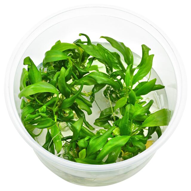 Anubias barteri var. glabra "Minima"