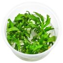 Anubias barteri var. glabra "Minima" - in Vitro XL