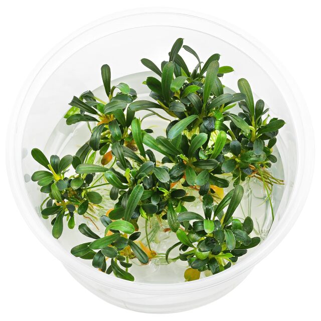 Bucephalandra sp. "Aqua Artica"