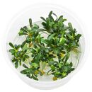 Bucephalandra sp. "Aqua Artica"