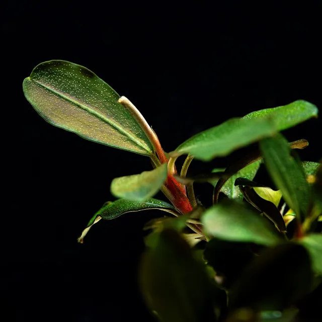 Bucephalandra sp. "Motleyana Red"