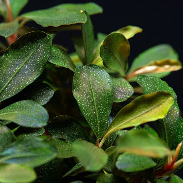 Bucephalandra sp. &quot;Motleyana Red&quot;