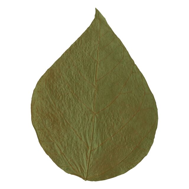 Dennerle - ShrimpKing Dadap Leaves
