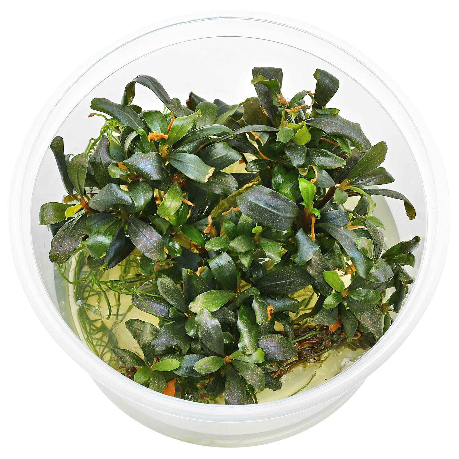 Bucephalandra sp. "Lamandau Mini Red"