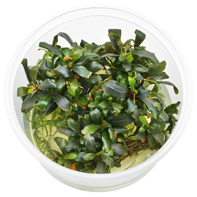 Bucephalandra sp. "Lamandau Mini Red" - in Vitro XL