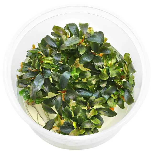 Bucephalandra sp. "Motleyana Red" - in Vitro XL