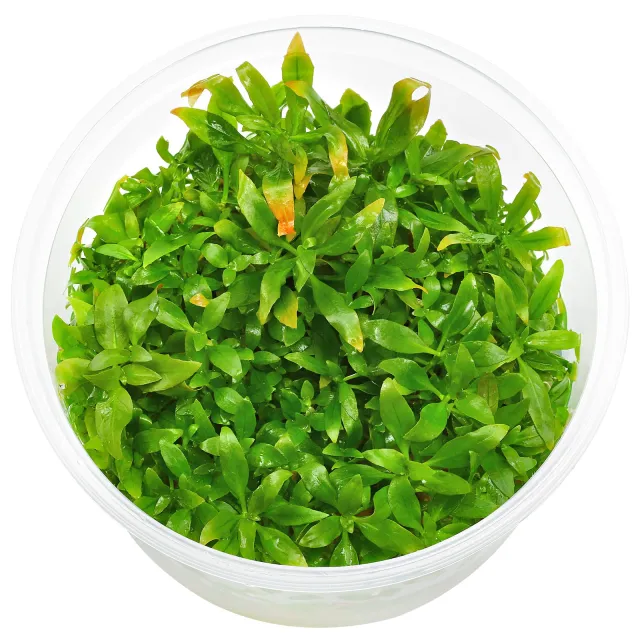 Ludwigia glandulosa - in Vitro XL