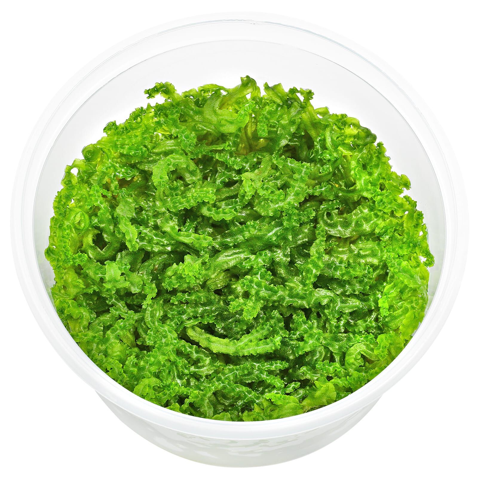 Monosolenium tenerum