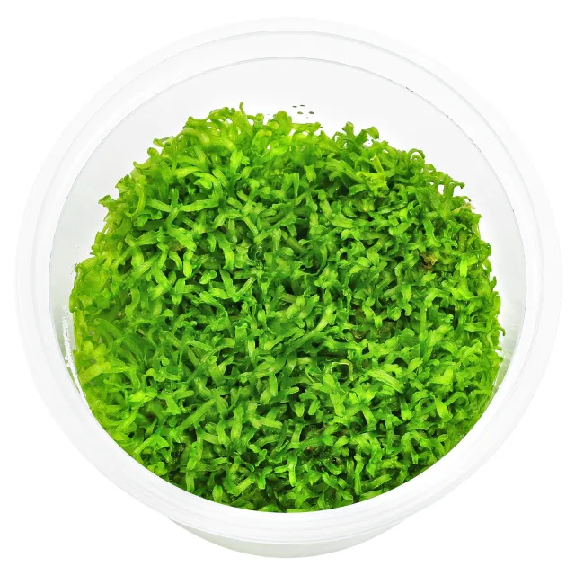 Riccia fluitans "Broad" - in Vitro