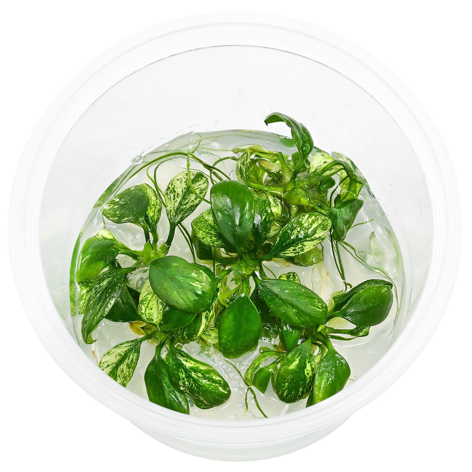 Anubias barteri var. glabra 'Variegated'
