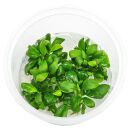 Anubias barteri var. nana Mini - in Vitro