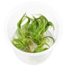 Eriocaulon setaceum - in Vitro