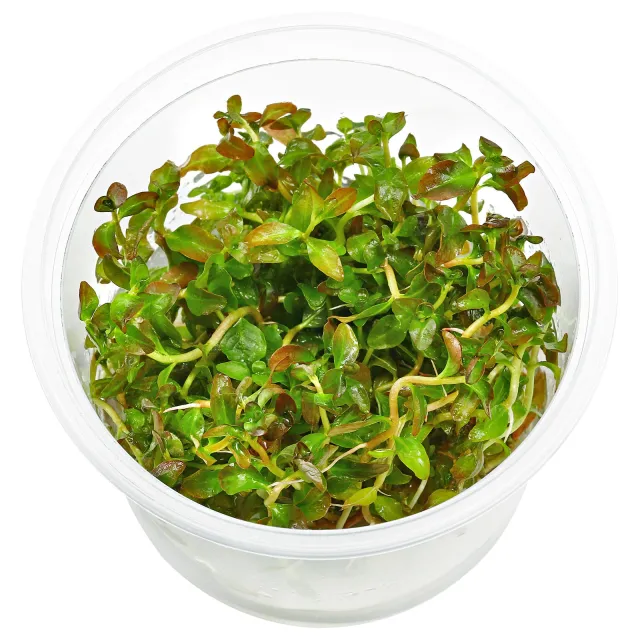 Ludwigia senegalensis ("Guinea") - in Vitro