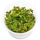 Ludwigia senegalensis ("Guinea") - in Vitro