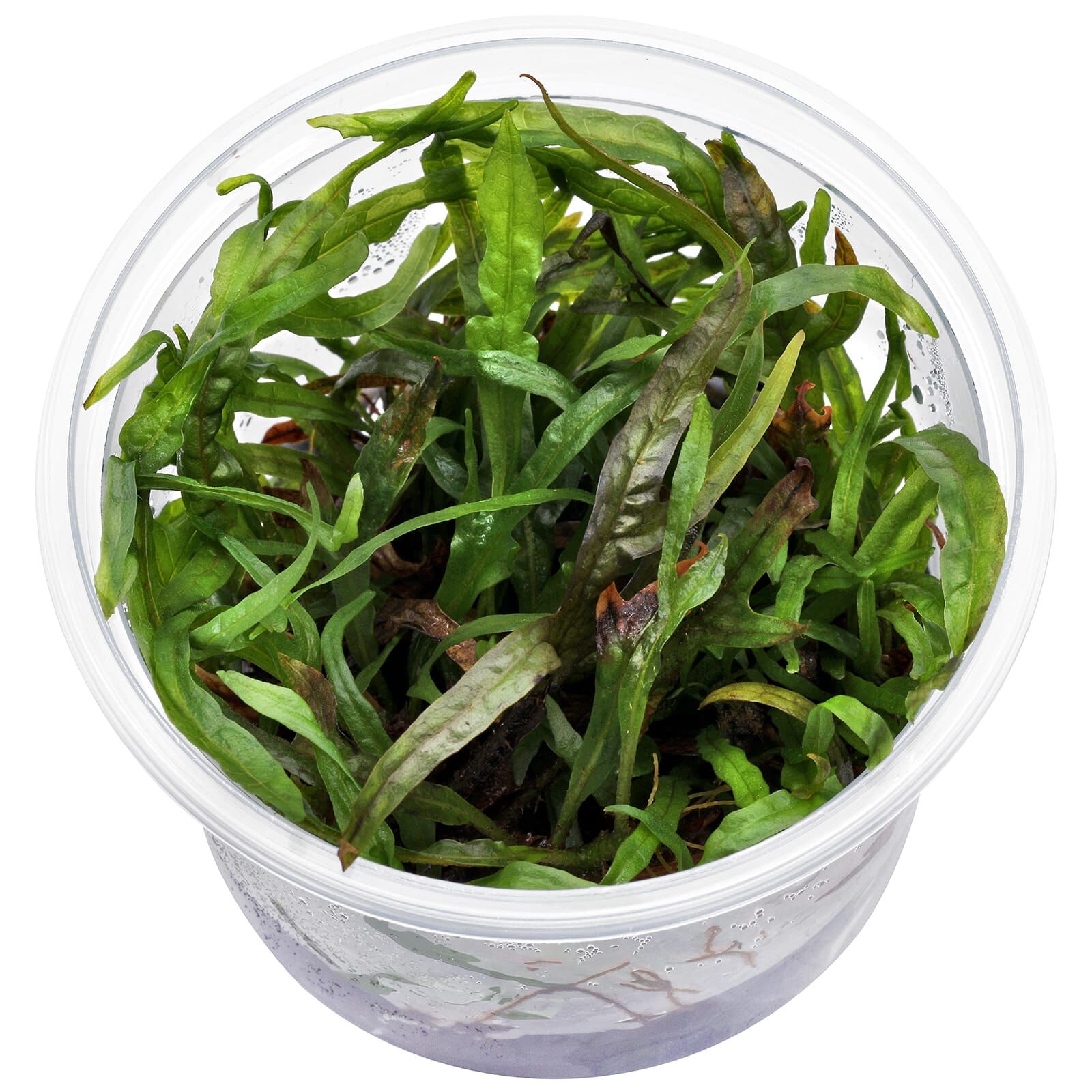 Microsorum pteropus 'Trident'