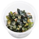 Bucephalandra sp. "Brownie Purple" - in Vitro