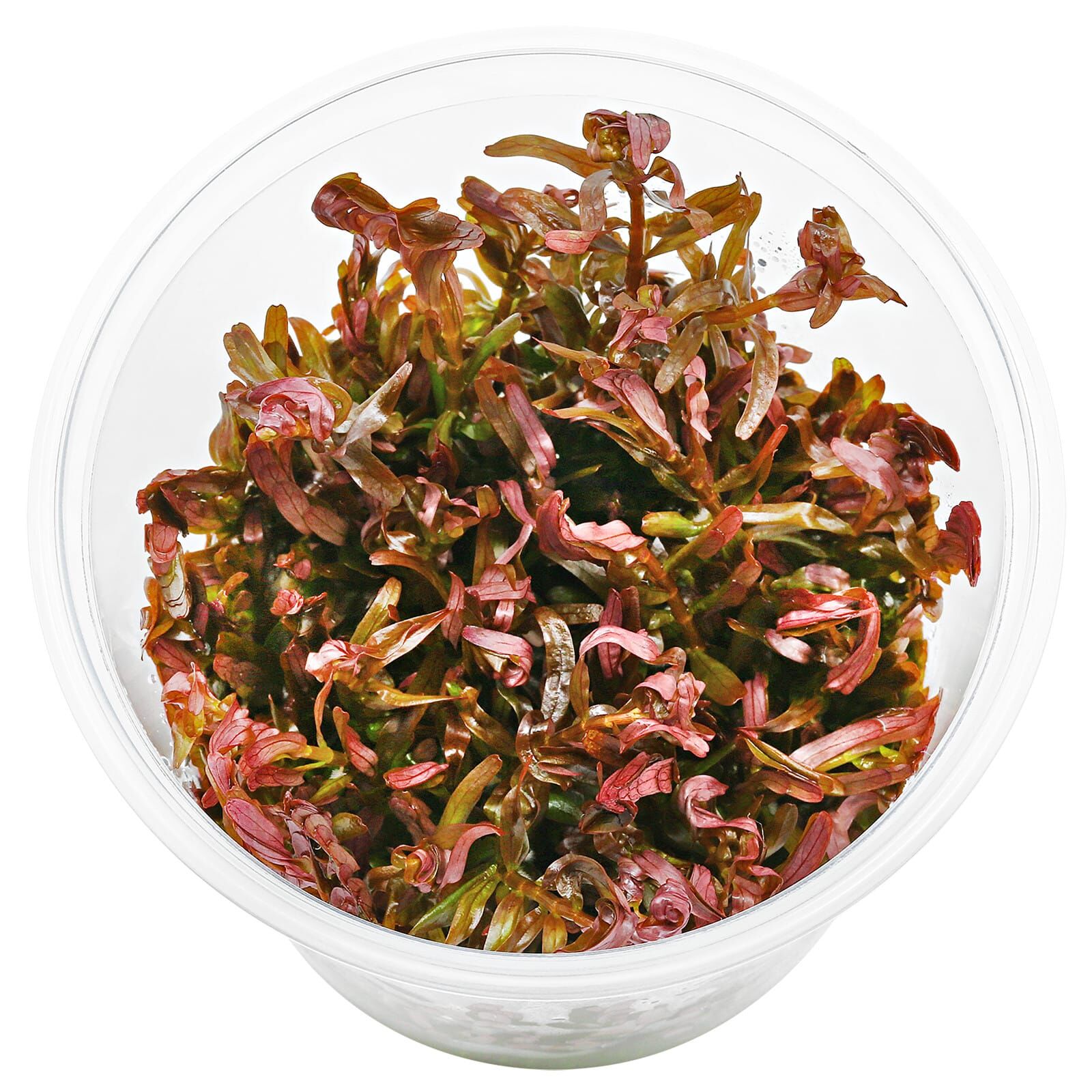 Rotala rotundifolia "Singapore Blood Red"