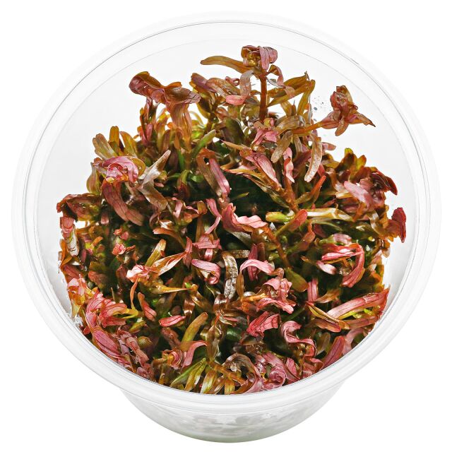 Rotala rotundifolia "Singapore"